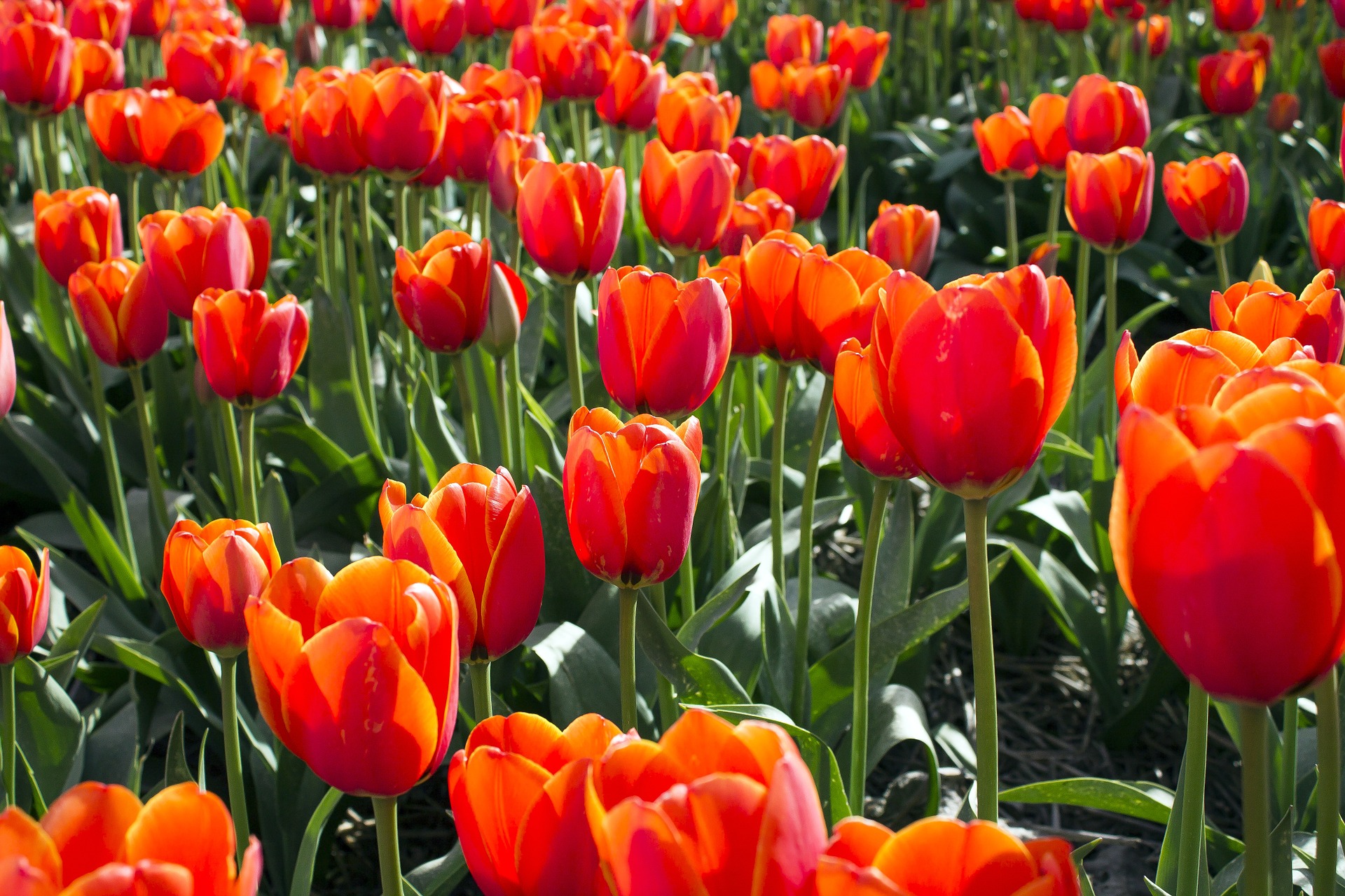 tulip festival in Hollard