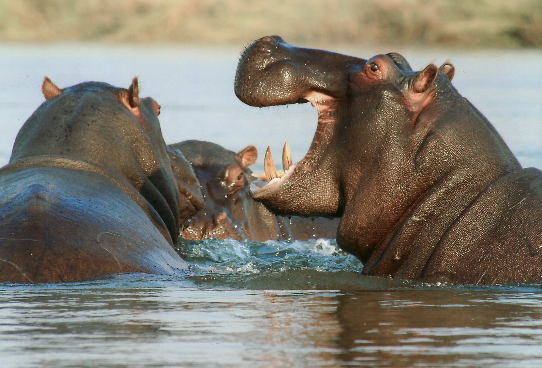 Hippos playing in the water in Zimbabwe