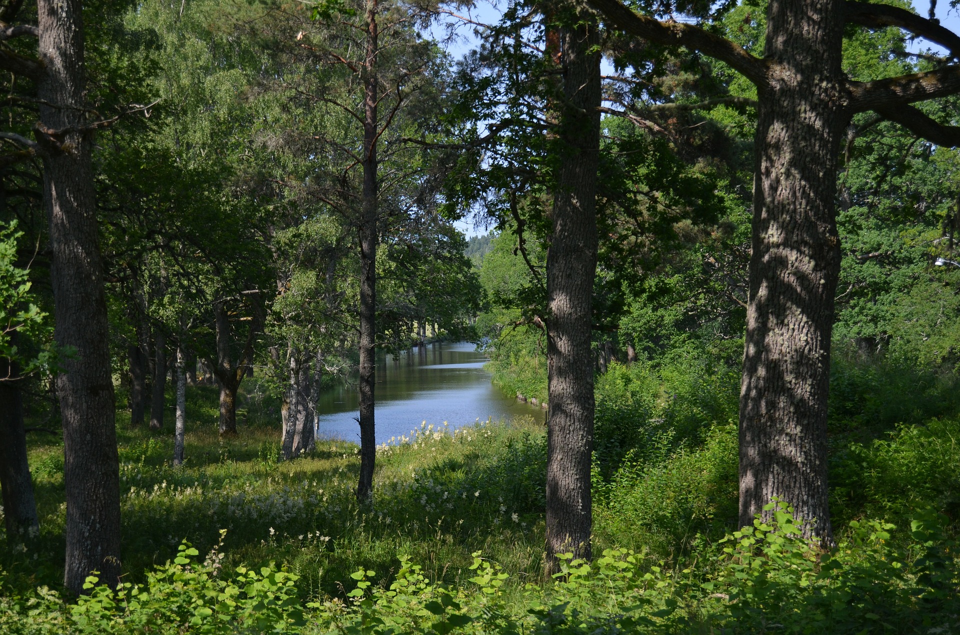 forest in sweden