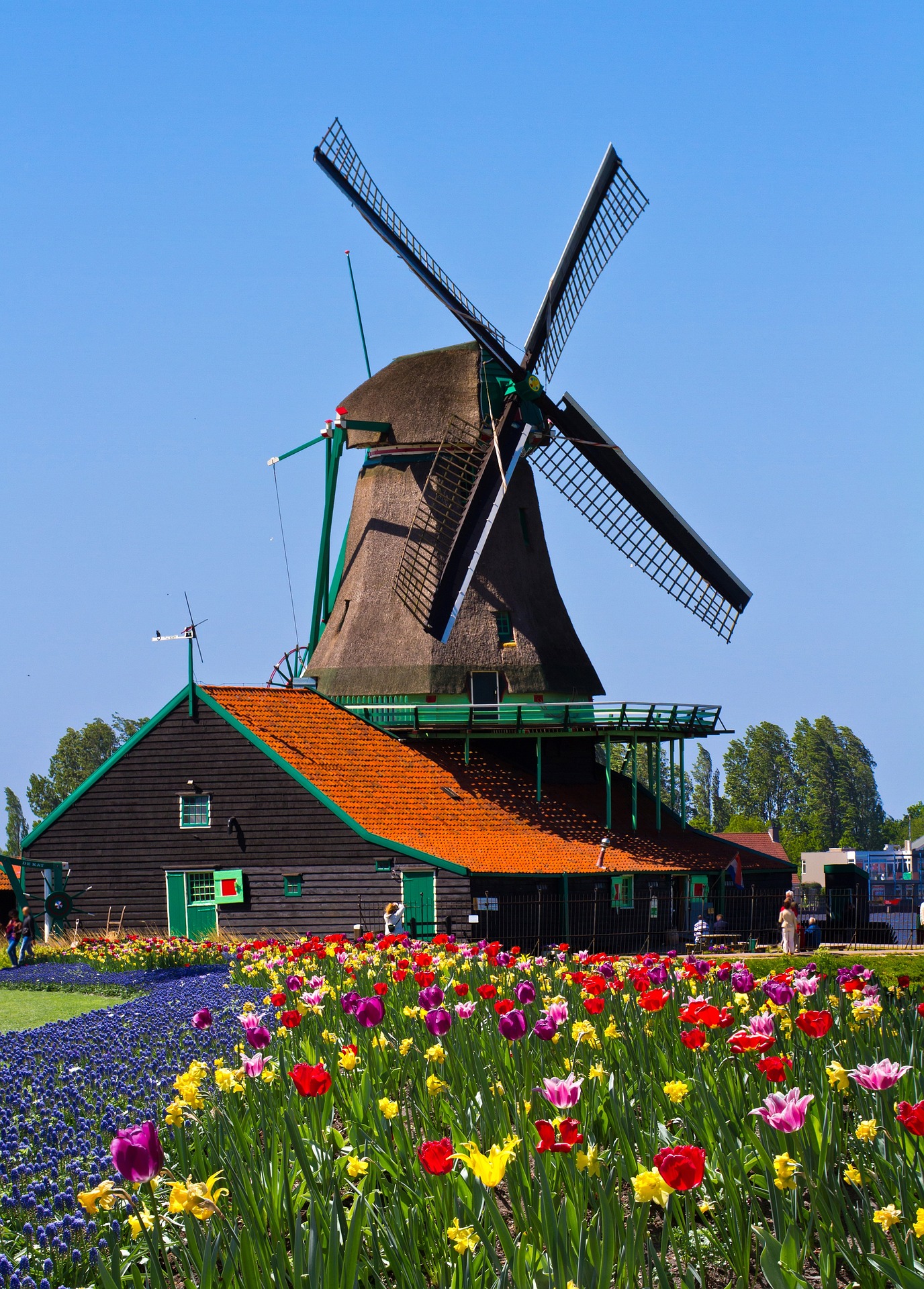 Old windmill with tulips