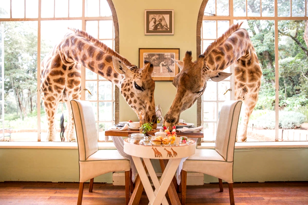 giraffes eating breakfast through windows at giraffe manor in kenya