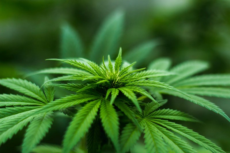 Canada legalises Cannabis