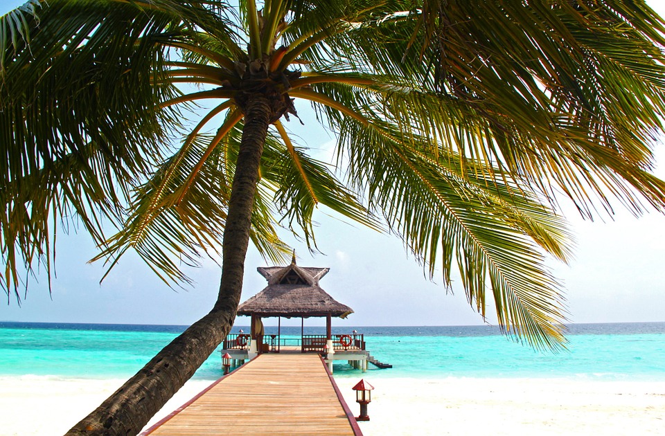 tree in a beach