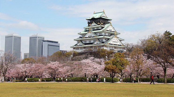 cherry blossom trees in Osaka