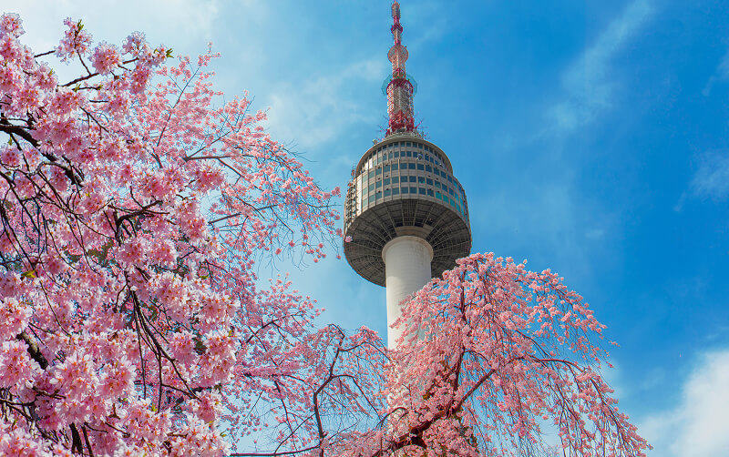 namsan tower with blossom trees in South Korea